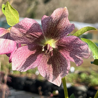 Helleborus orientalis 'Red Hybrids'